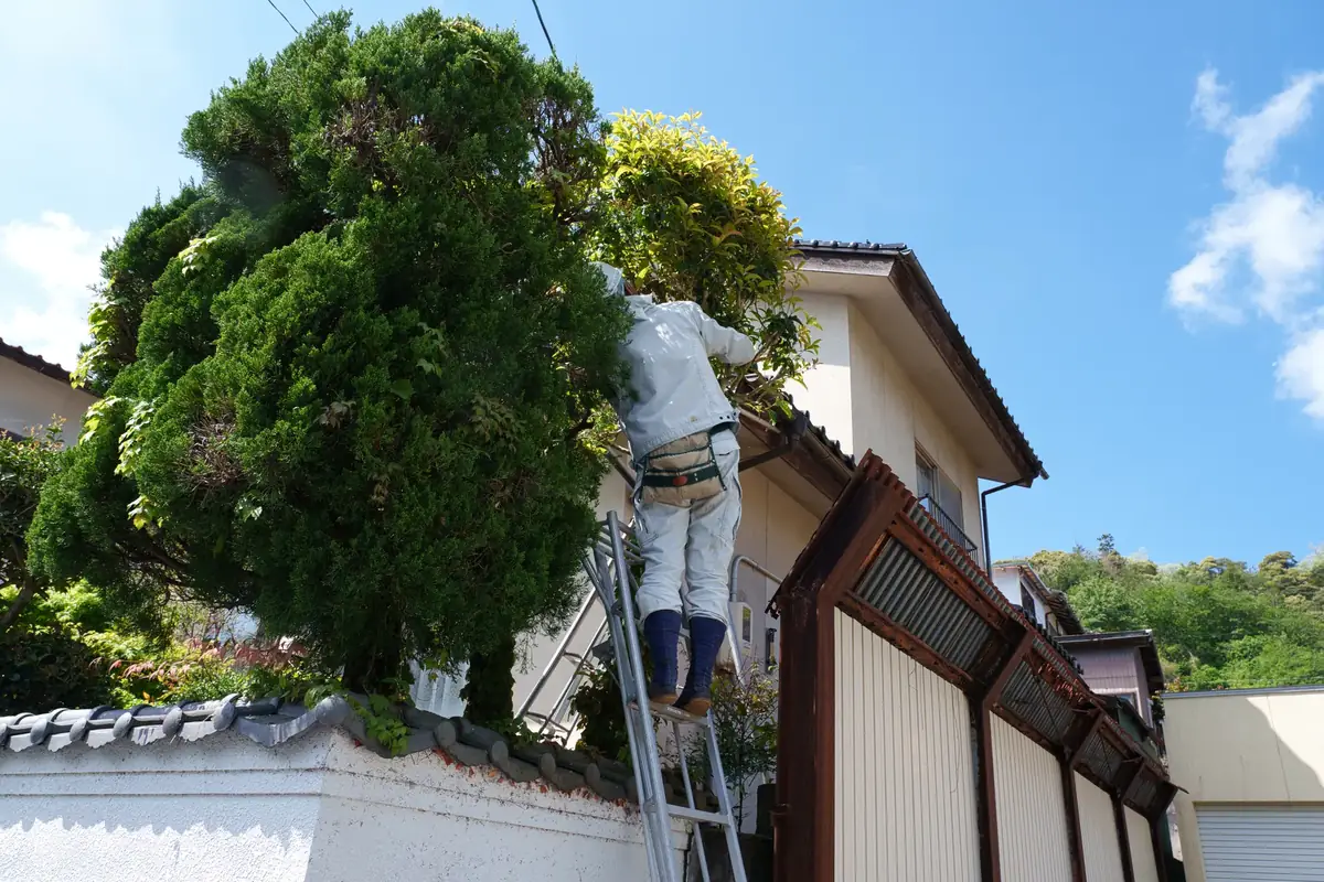 脚立に乗って庭木の剪定作業を行う造園職人